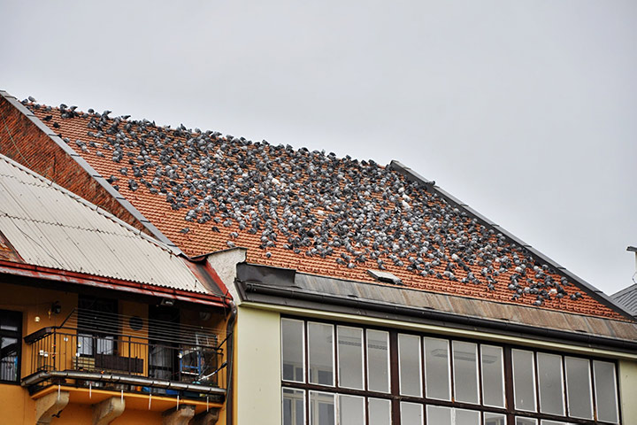 A2B Pest Control are able to install spikes to deter birds from roofs in Carterton. 