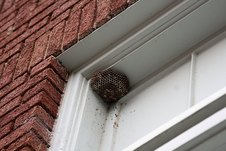 We provide a wasp nest removal service for domestic and commercial properties in Carterton.